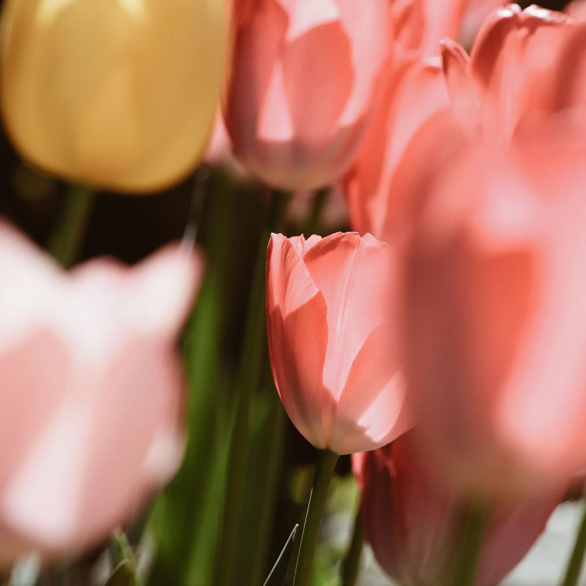 How to Choose the Best Flower Delivery Service in Dubai: Complete Buyer's Guide