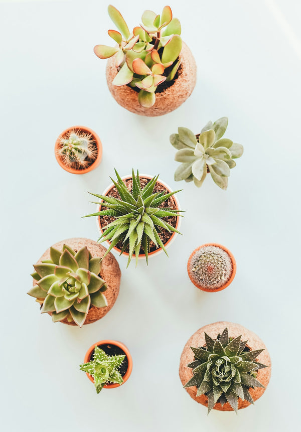 Succulent Gift Set