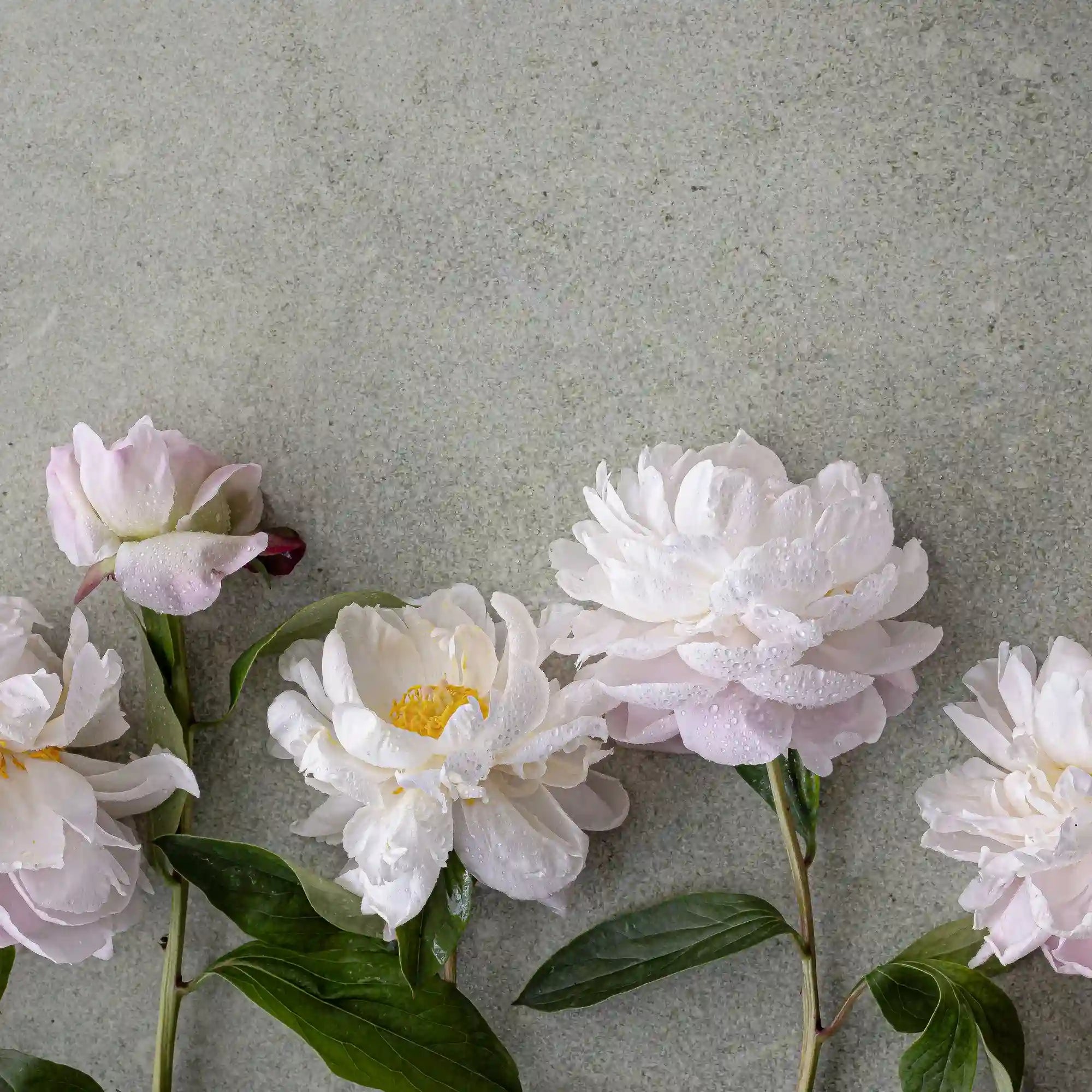 Fresh Flowers vs Artificial Flowers: Which Is Better for Your Dubai Home or Event?