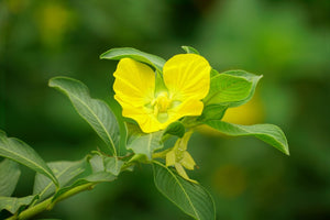 UAE National Flower: What Is It, What Does It Symbolize & Why Is It Important?