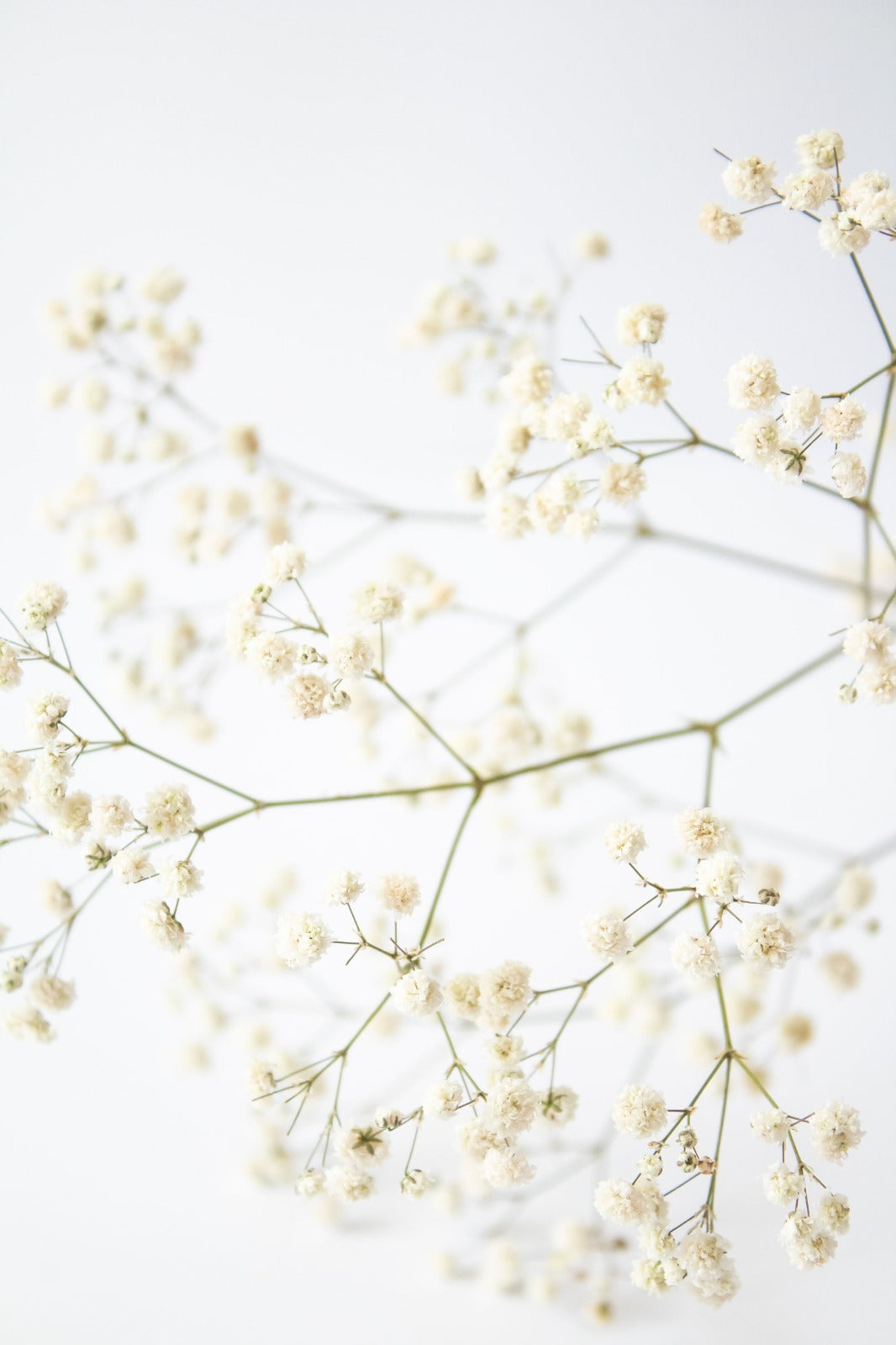 New Baby Flowers in Dubai: Welcome Baby Bouquet &amp; Gift Guide