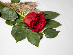 Fresh vs Preserved vs Dried Flowers: Which Flower Gift Should You Choose?