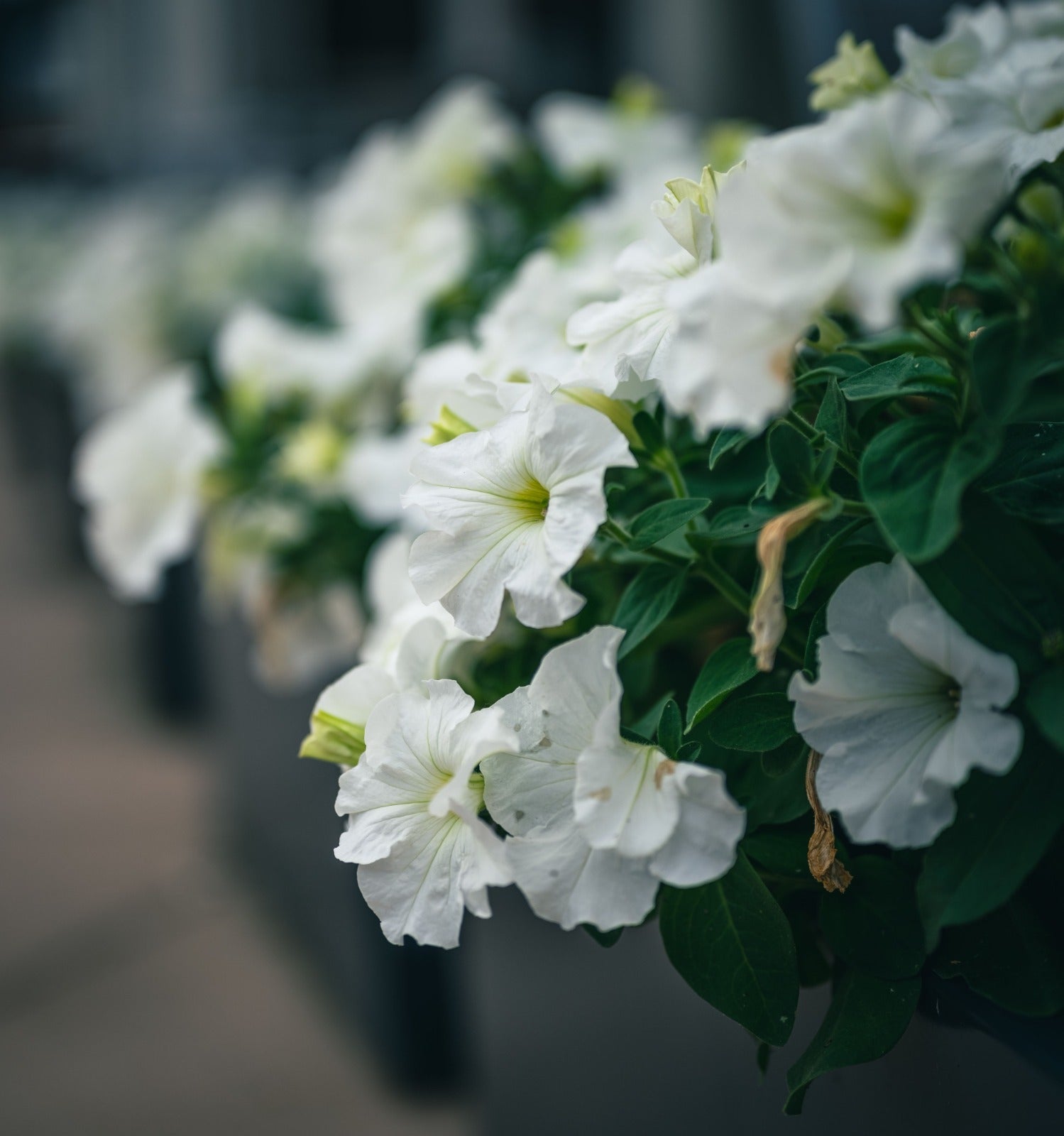 How to Care for Flower Boxes and Baskets After Delivery