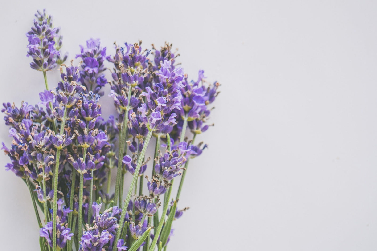 Lavender Flowers: Meaning, Benefits, Colors, Care & Gifting Ideas