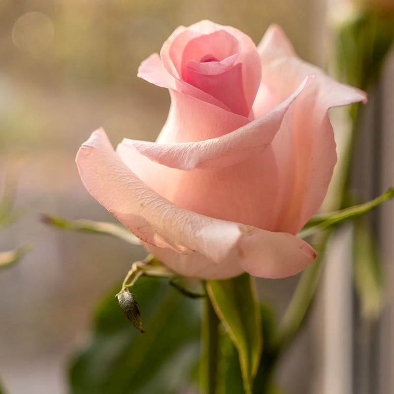 Colorful flowers representing happiness and positivity