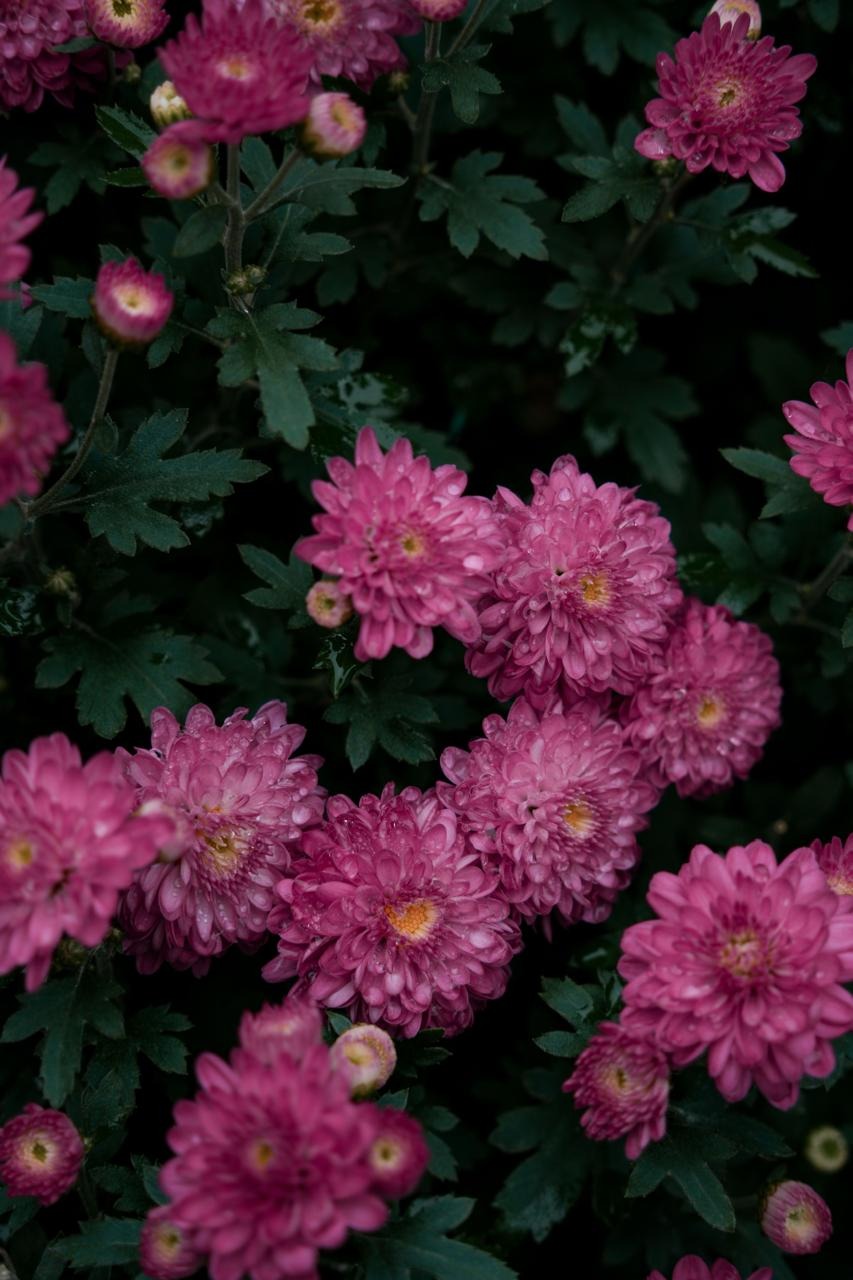 Best Flowers for Dubai Summer & UAE Heat: Long-Lasting Blooms Guide