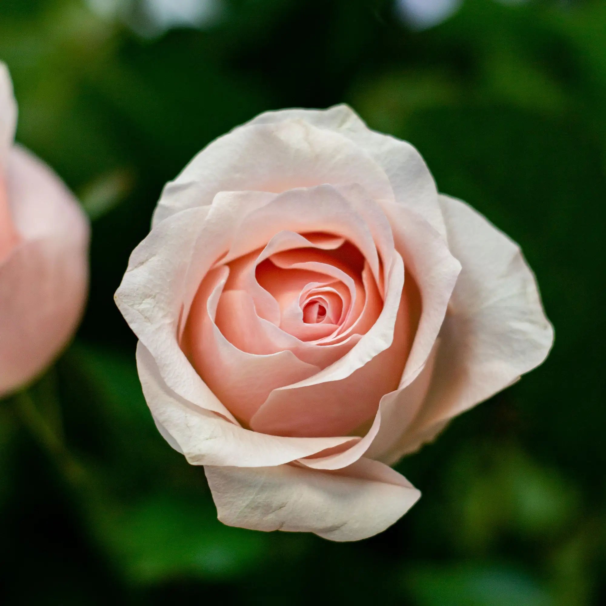 Rose Color Meanings